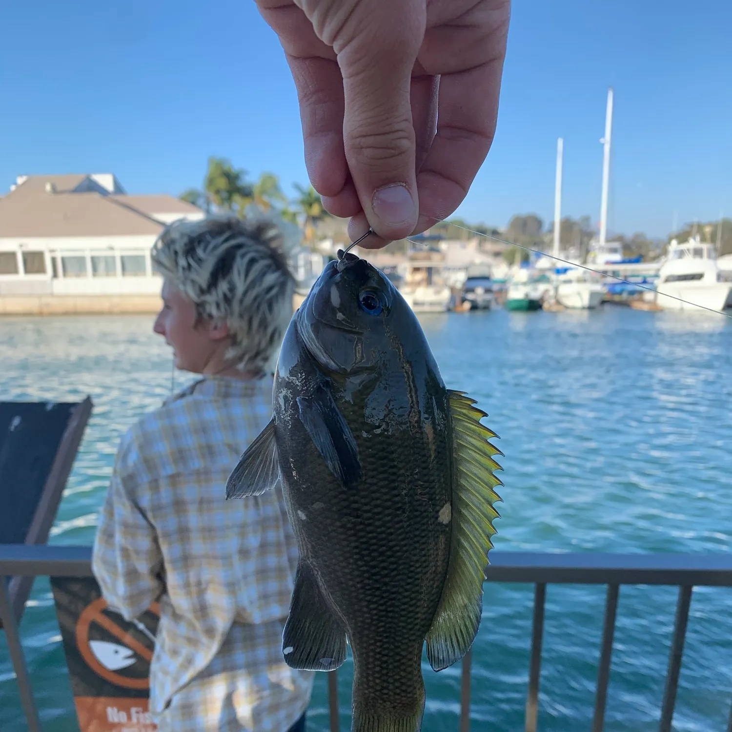 Opaleye caught on Fishbrain