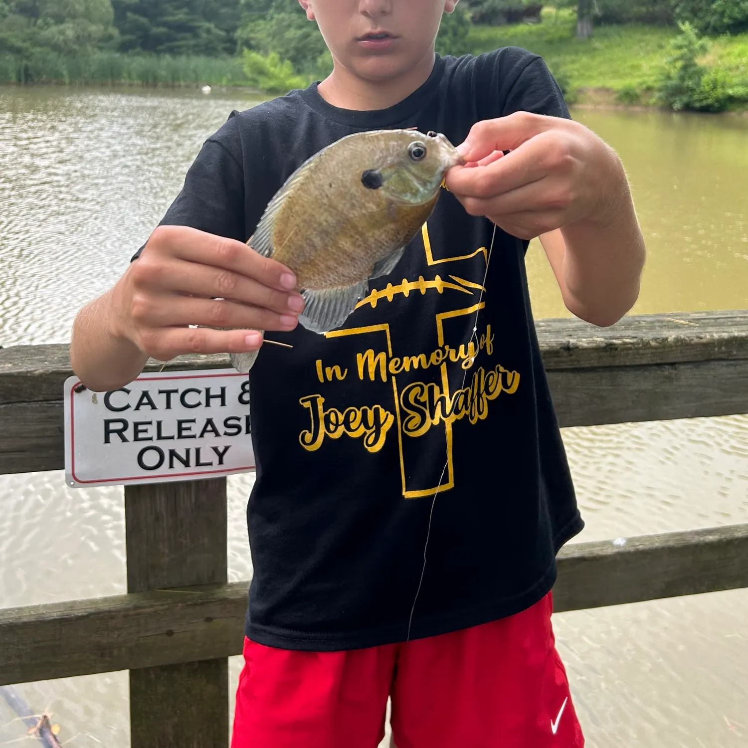 recently logged catches