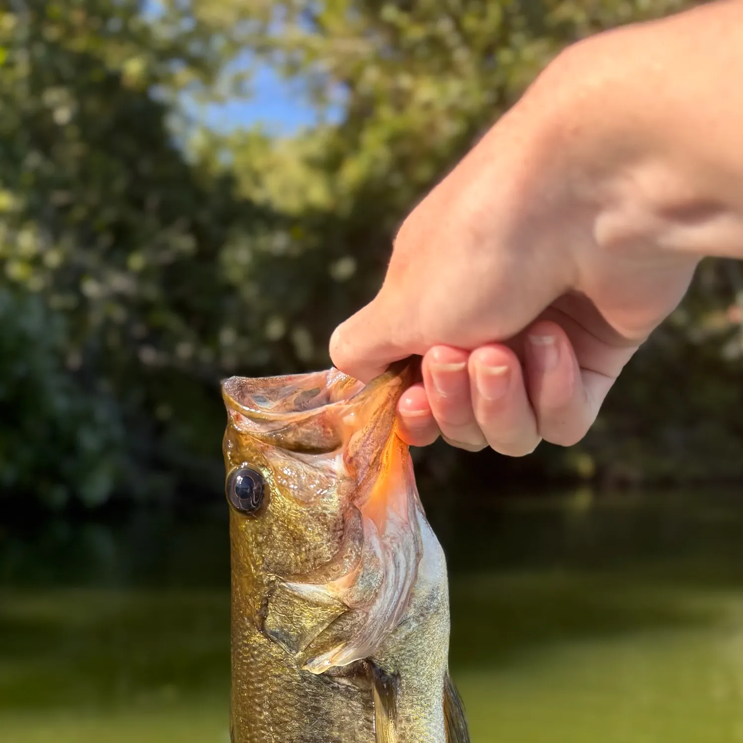 Largemouth bass caught on Fishbrain