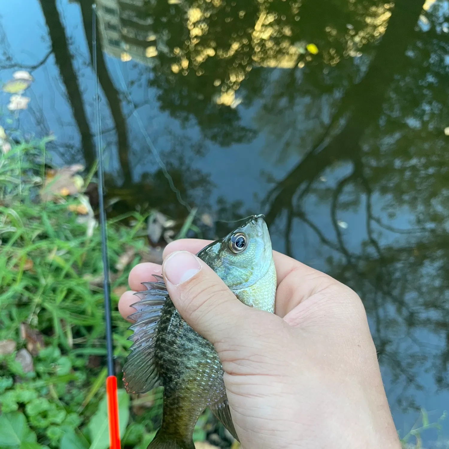 Bluegill caught on Fishbrain