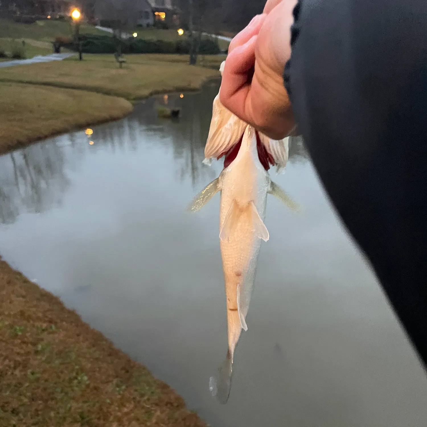 The most recent Shovelnose sturgeon catches on Fishbrain