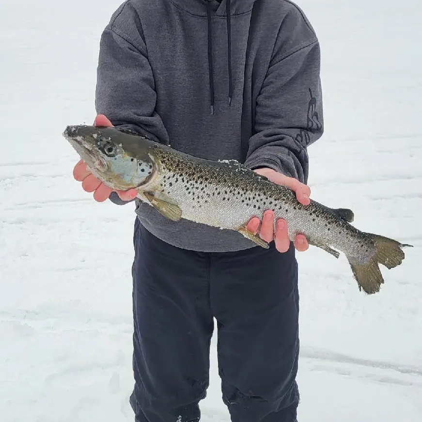 The most recent Landlocked atlantic salmon catches on Fishbrain