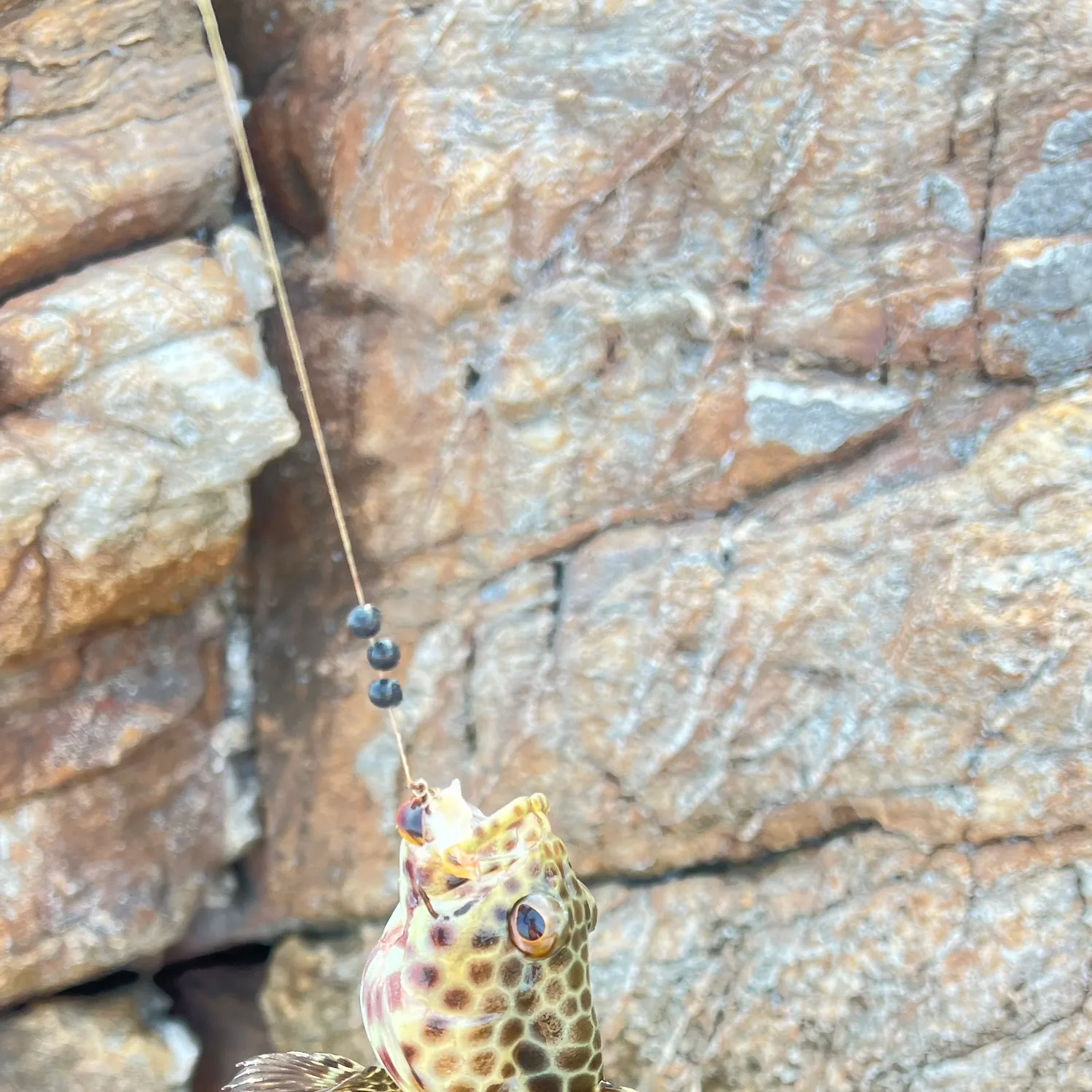 The most recent Honeycomb grouper catches on Fishbrain