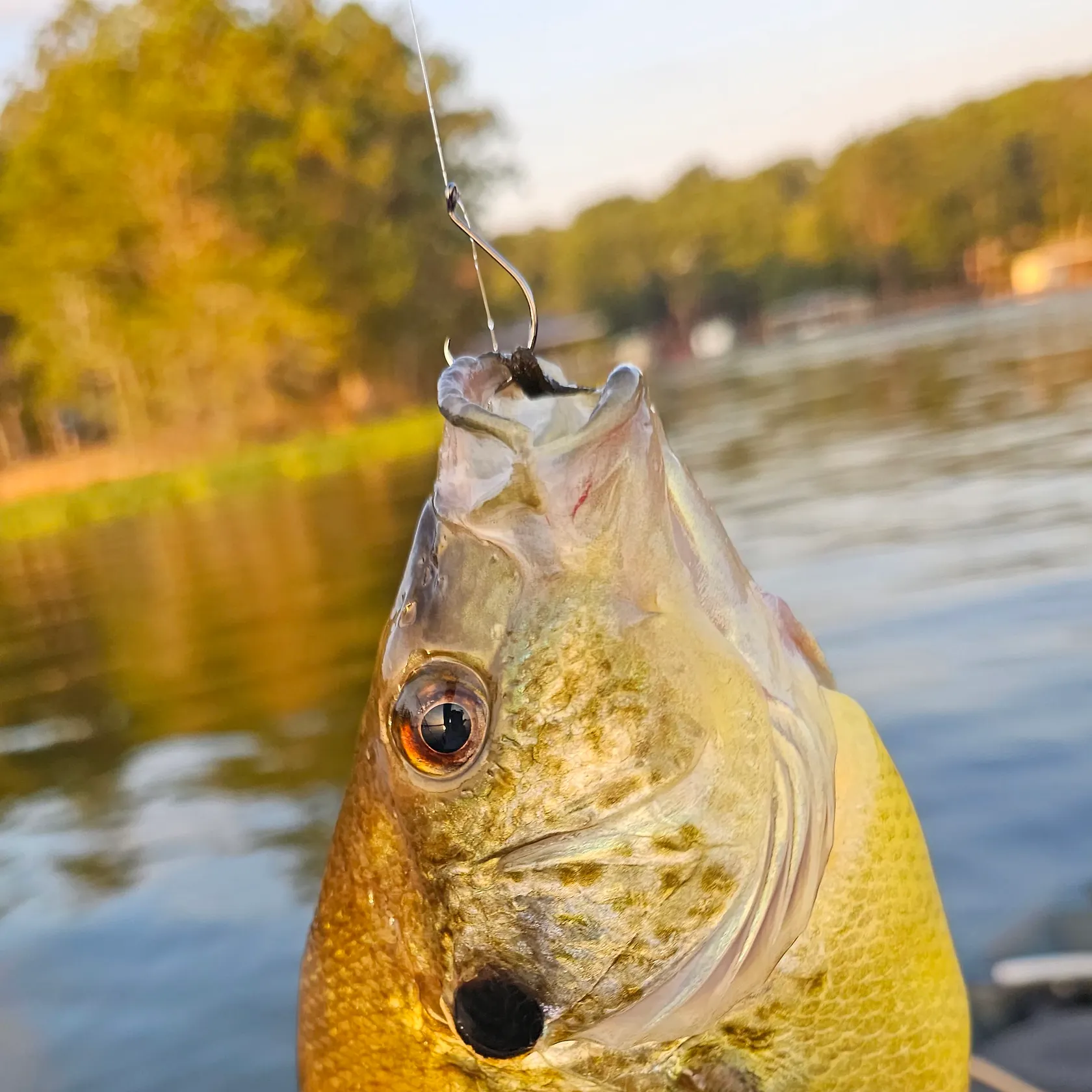 Green sunfish caught on Fishbrain