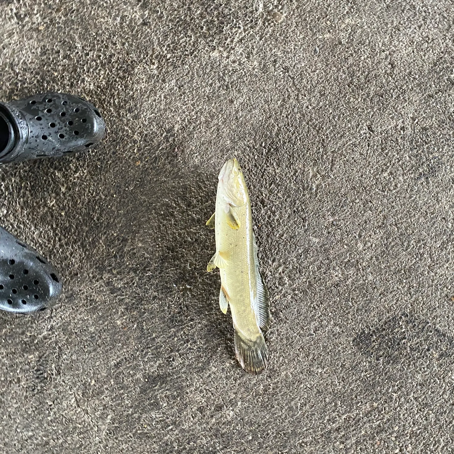 Eyetail bowfin caught on Fishbrain
