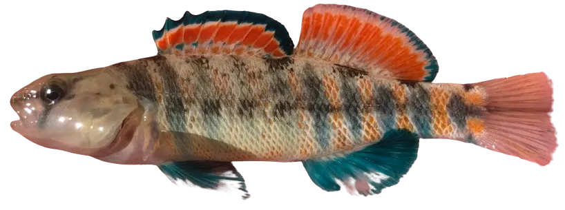 Orangethroat darter