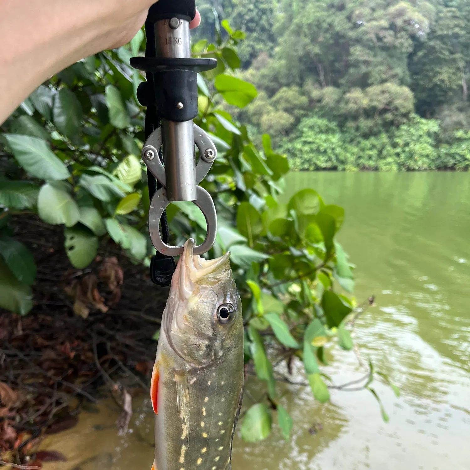 Butterfly peacock bass caught on Fishbrain