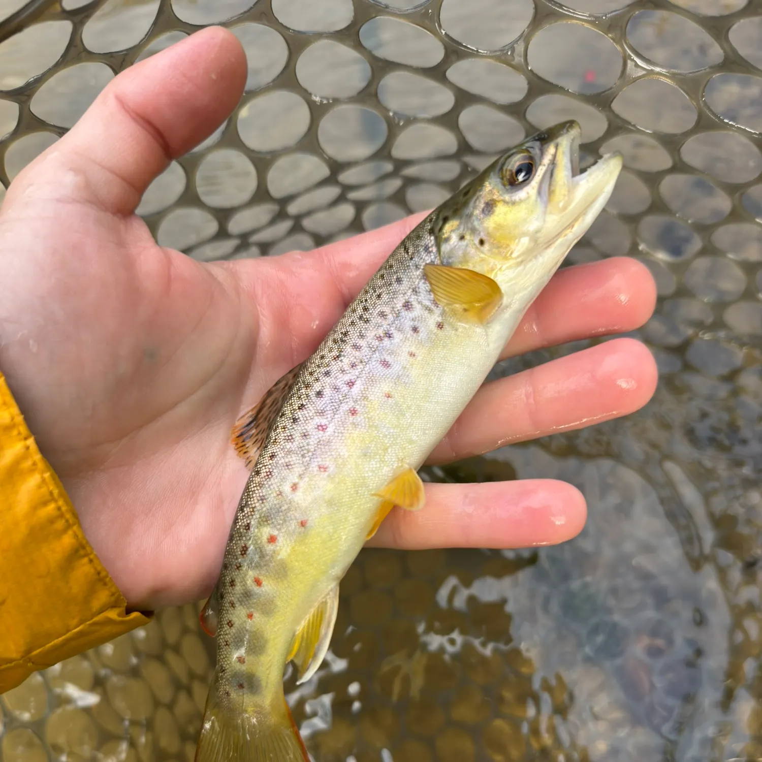 Brown trout caught on Fishbrain