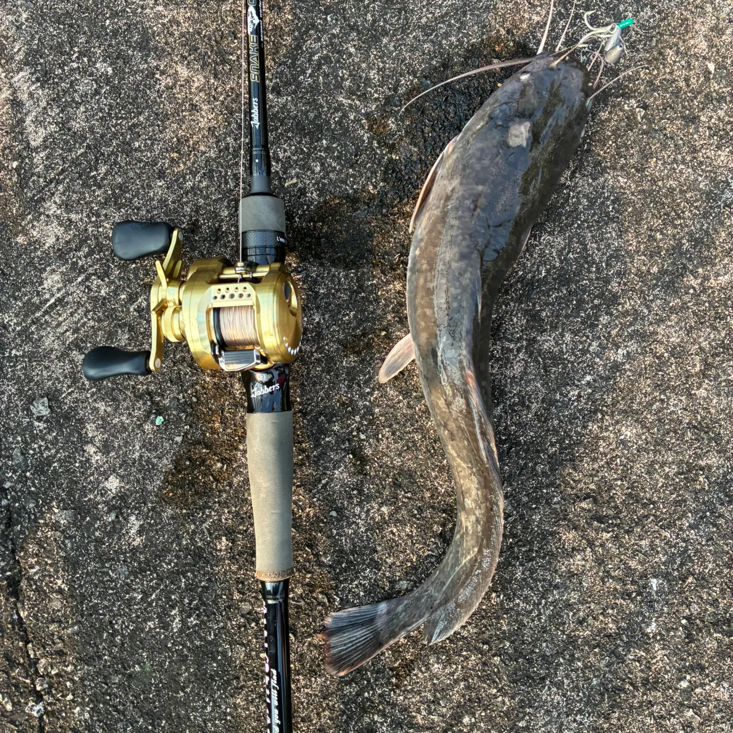 Fish caught on Fishbrain