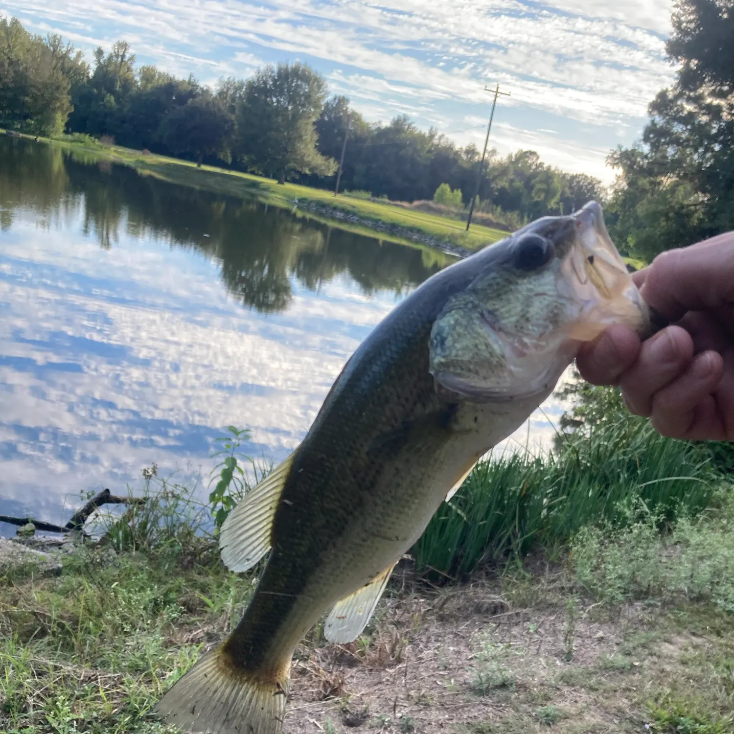Largemouth bass caught on Fishbrain