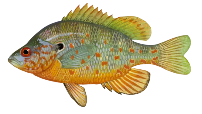 Orangespotted sunfish