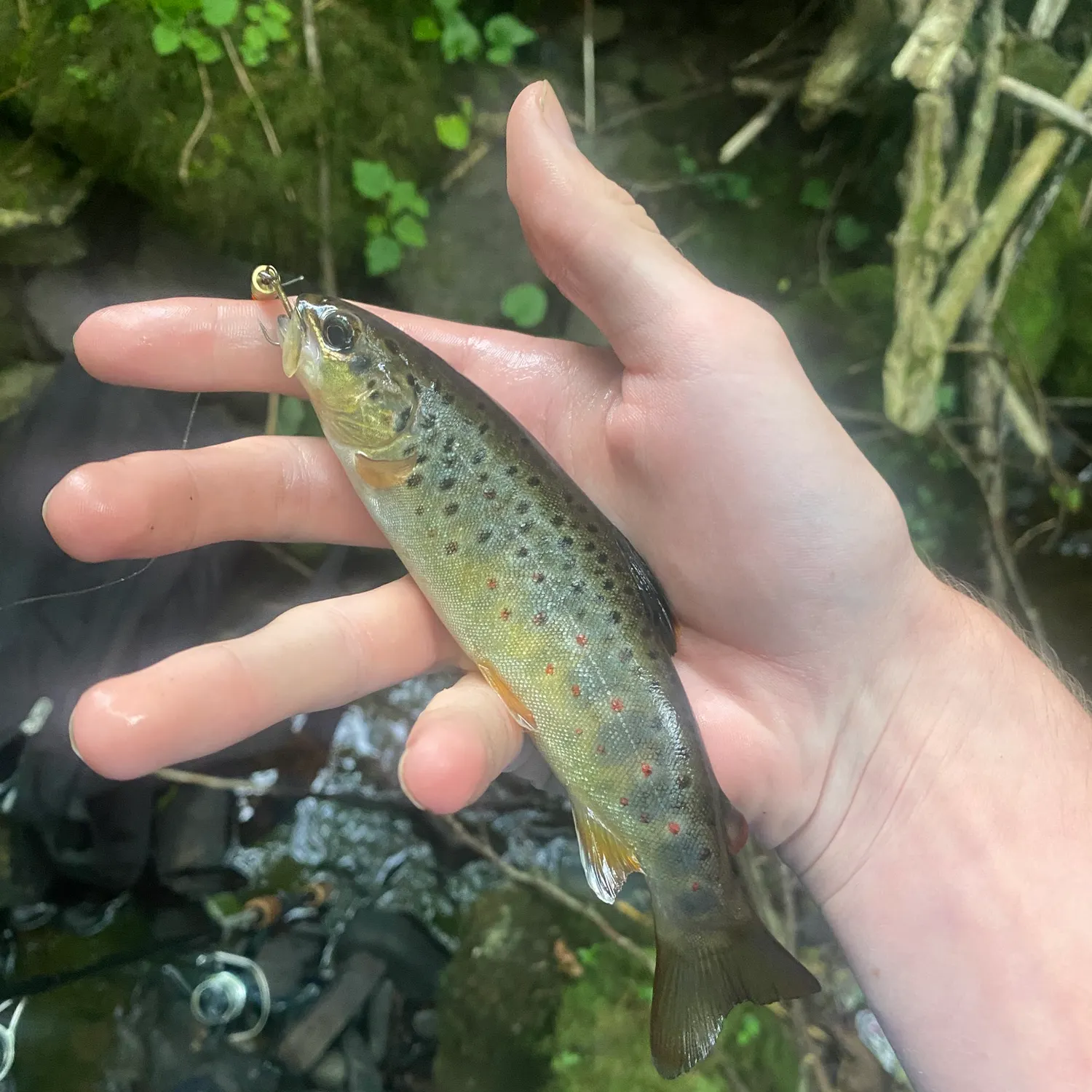 Brown trout caught on Fishbrain