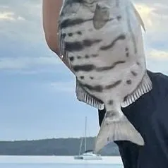 Striped seabream caught on Fishbrain
