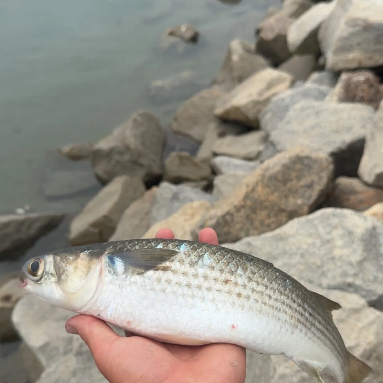 Striped mullet caught on Fishbrain