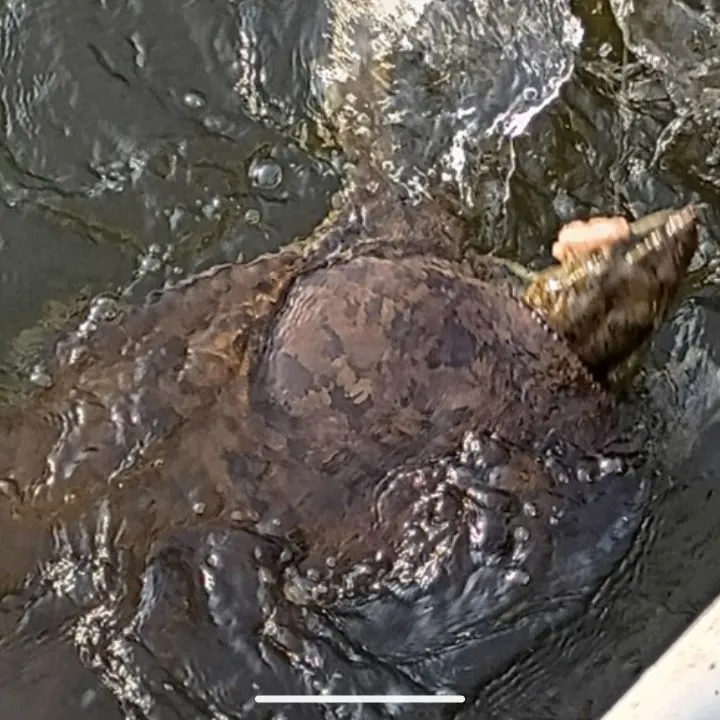 The most recent Spiny softshell turtle catches on Fishbrain
