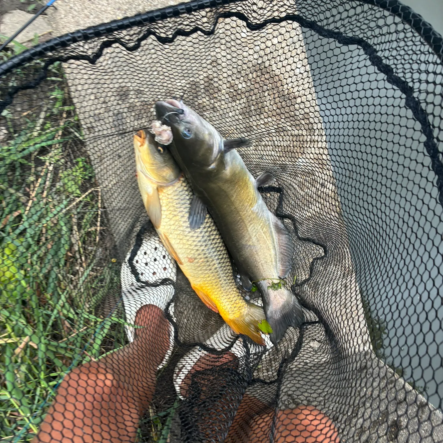 catch