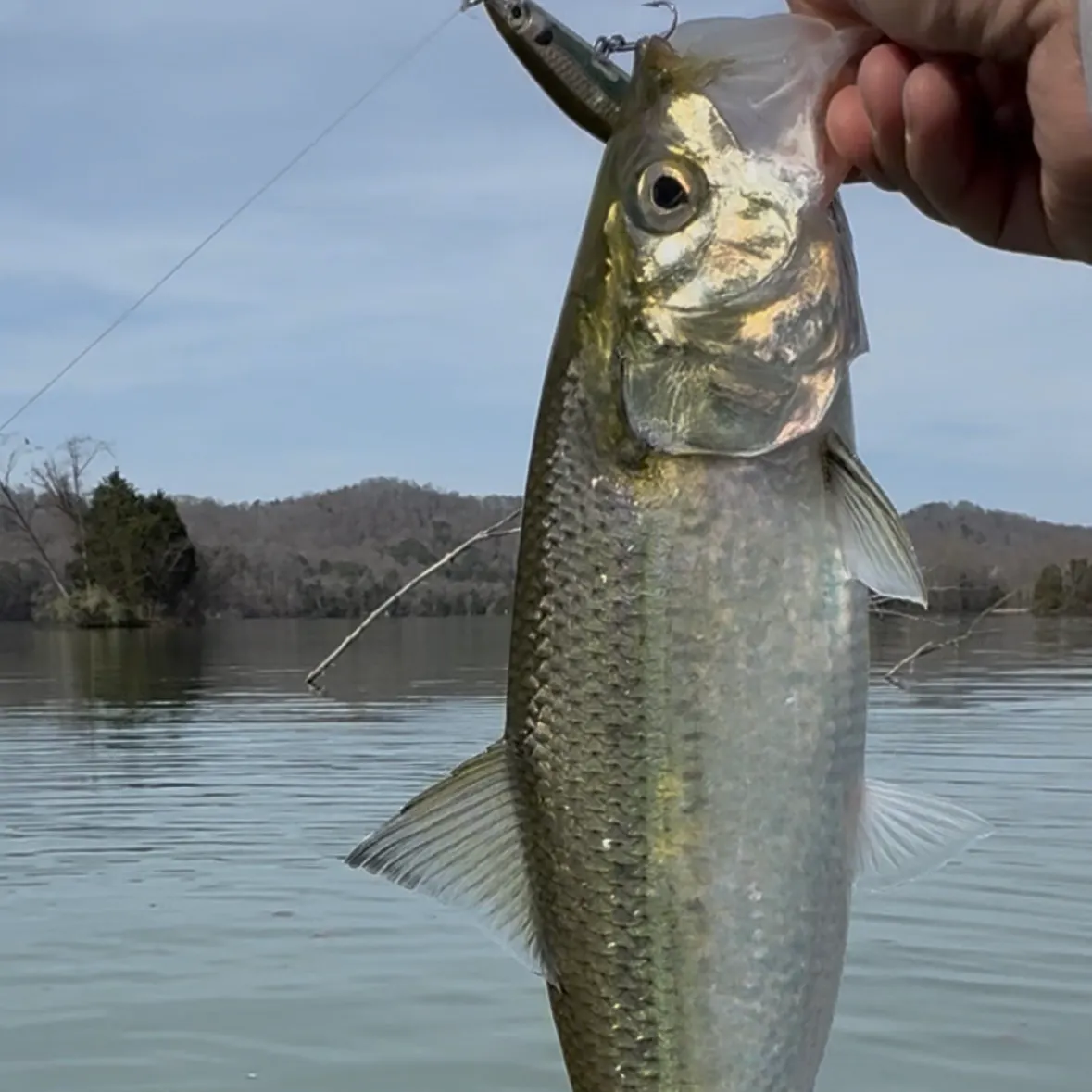 The most recent Skipjack herring catches on Fishbrain