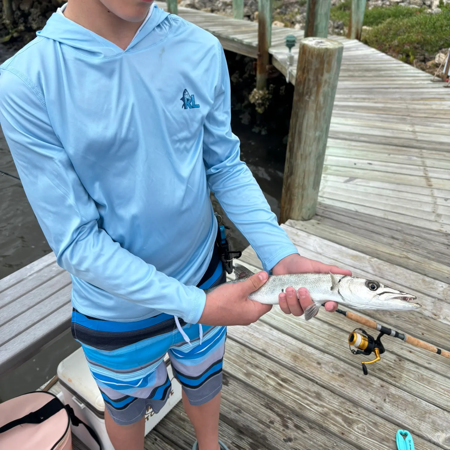 The most recent Great barracuda catches on Fishbrain