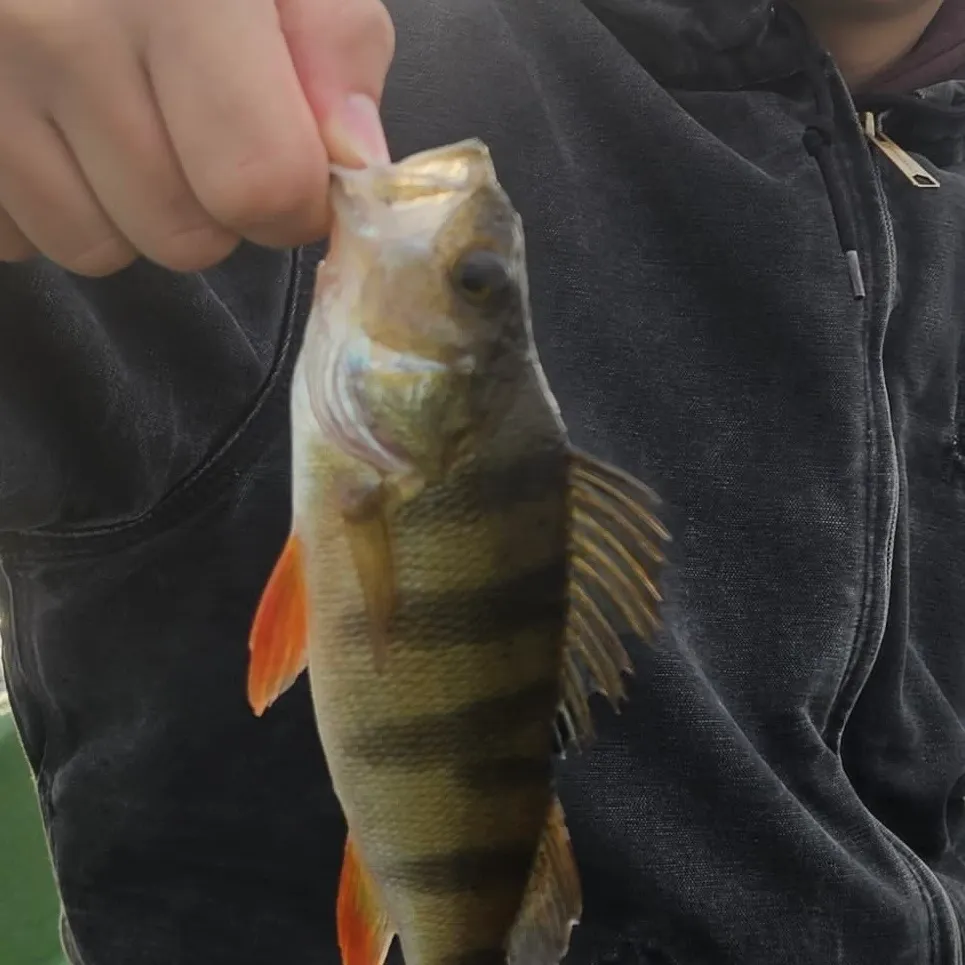 European perch caught on Fishbrain