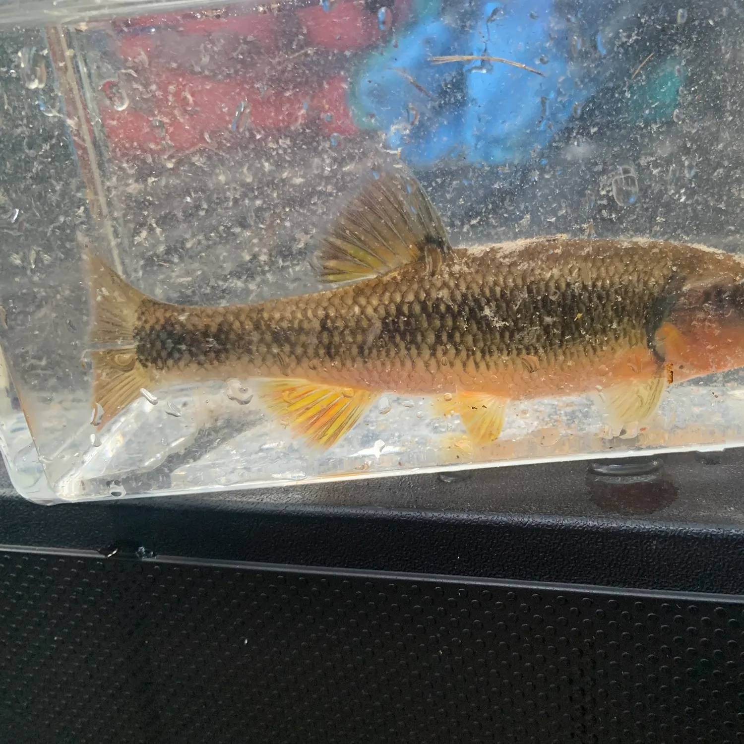 The most recent Dixie chub catches on Fishbrain