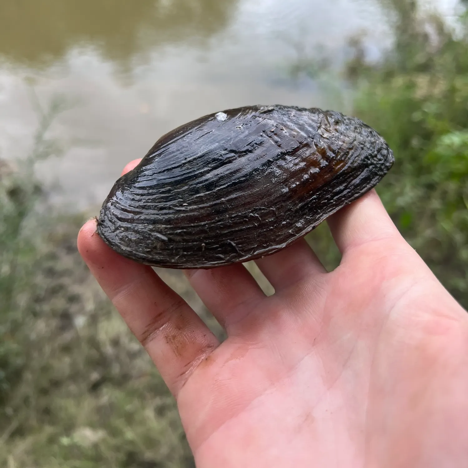 The most recent Washboard mussel catches on Fishbrain