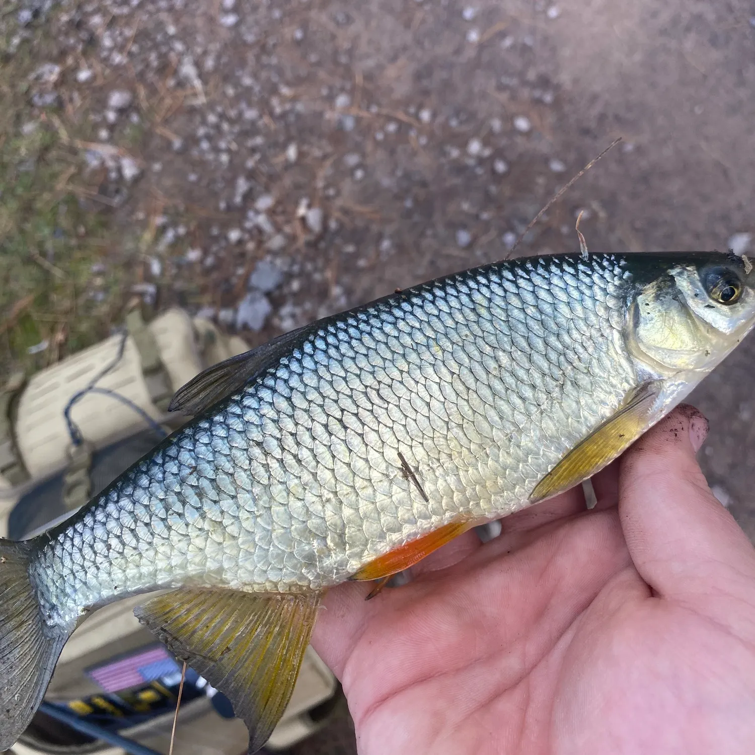 The most recent White perch catches on Fishbrain