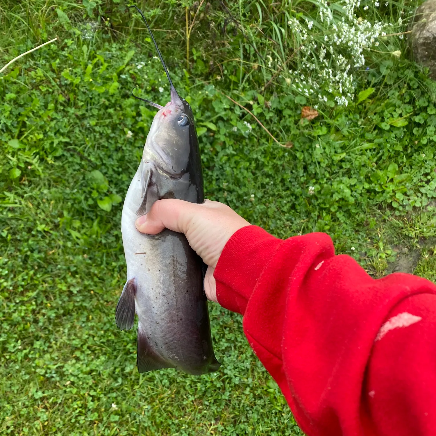 Channel catfish caught on Fishbrain