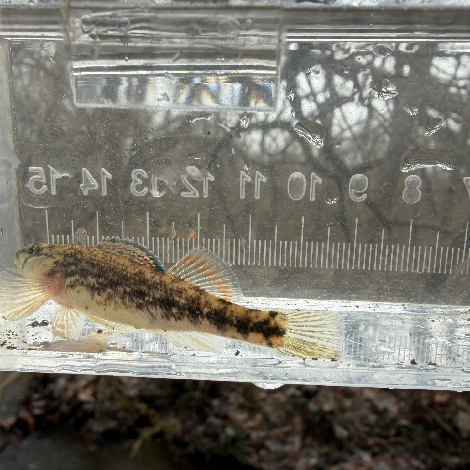 The most recent Orangethroat darter catches on Fishbrain