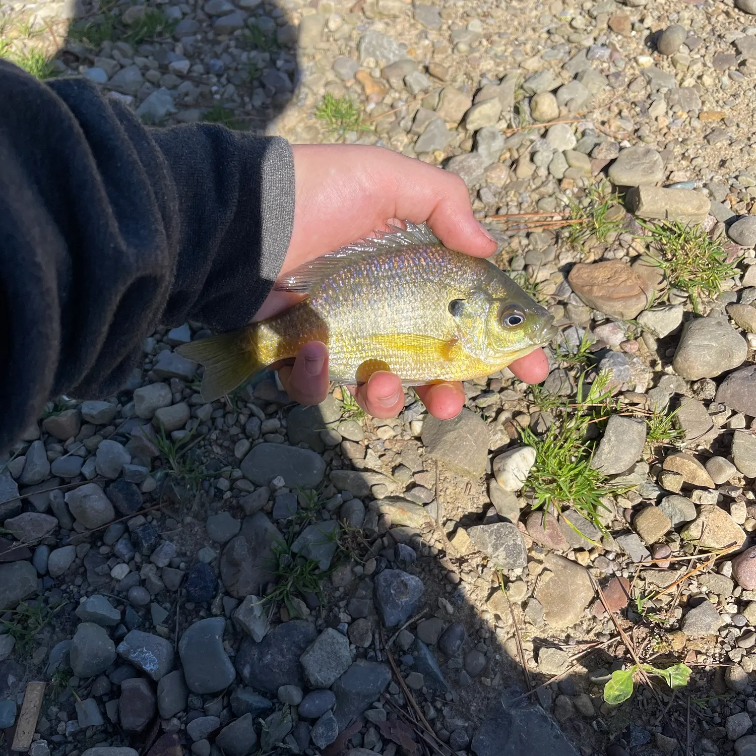 Bluegill caught on Fishbrain