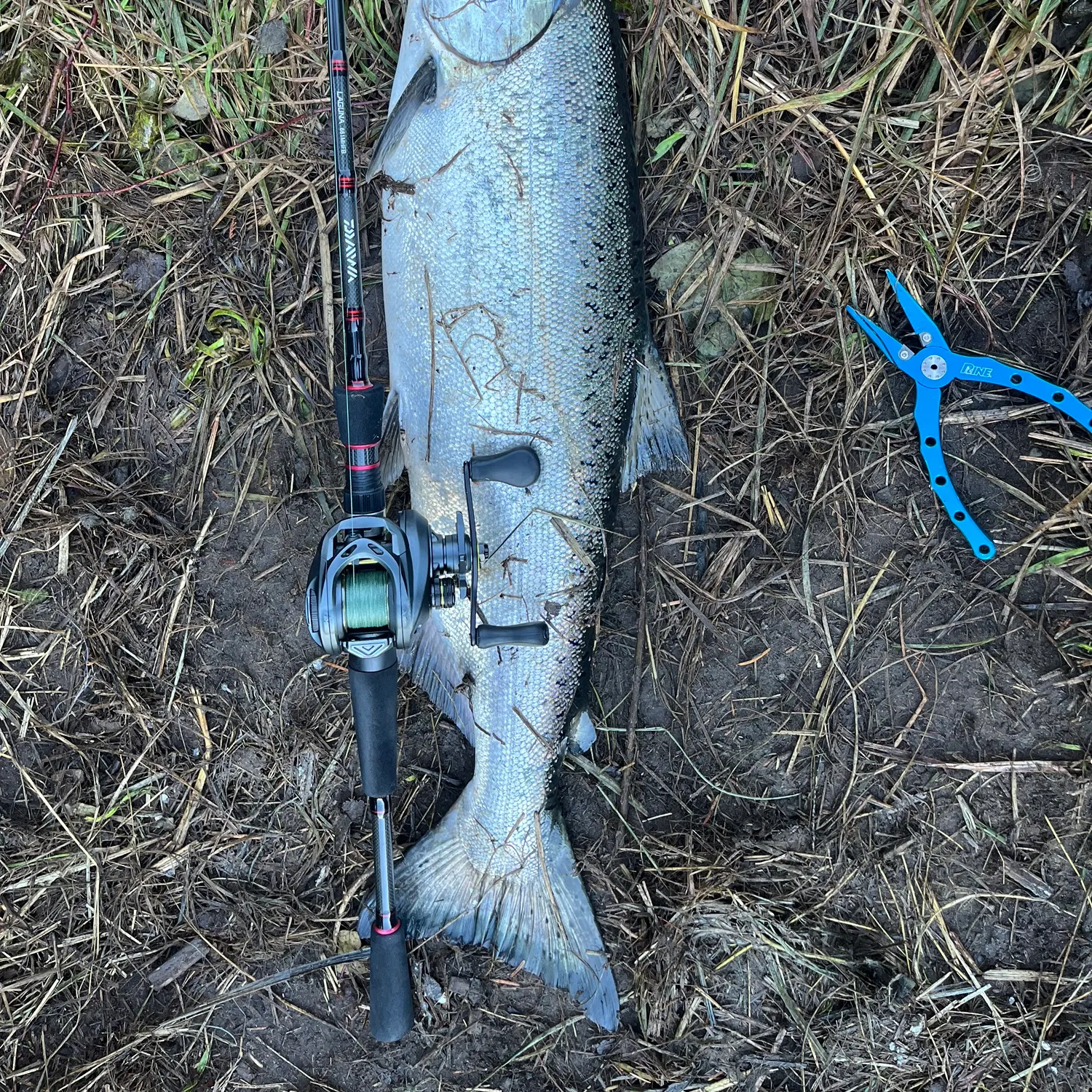 The most recent Chinook salmon catches on Fishbrain