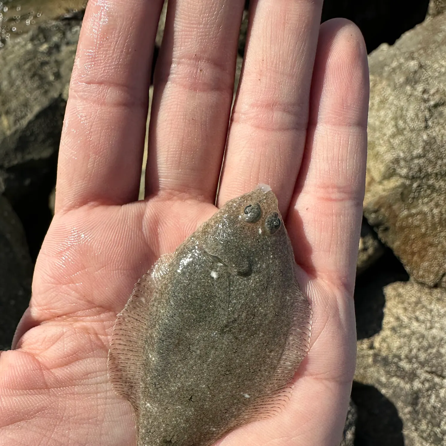 The most popular recent Pacific sanddab catch on Fishbrain