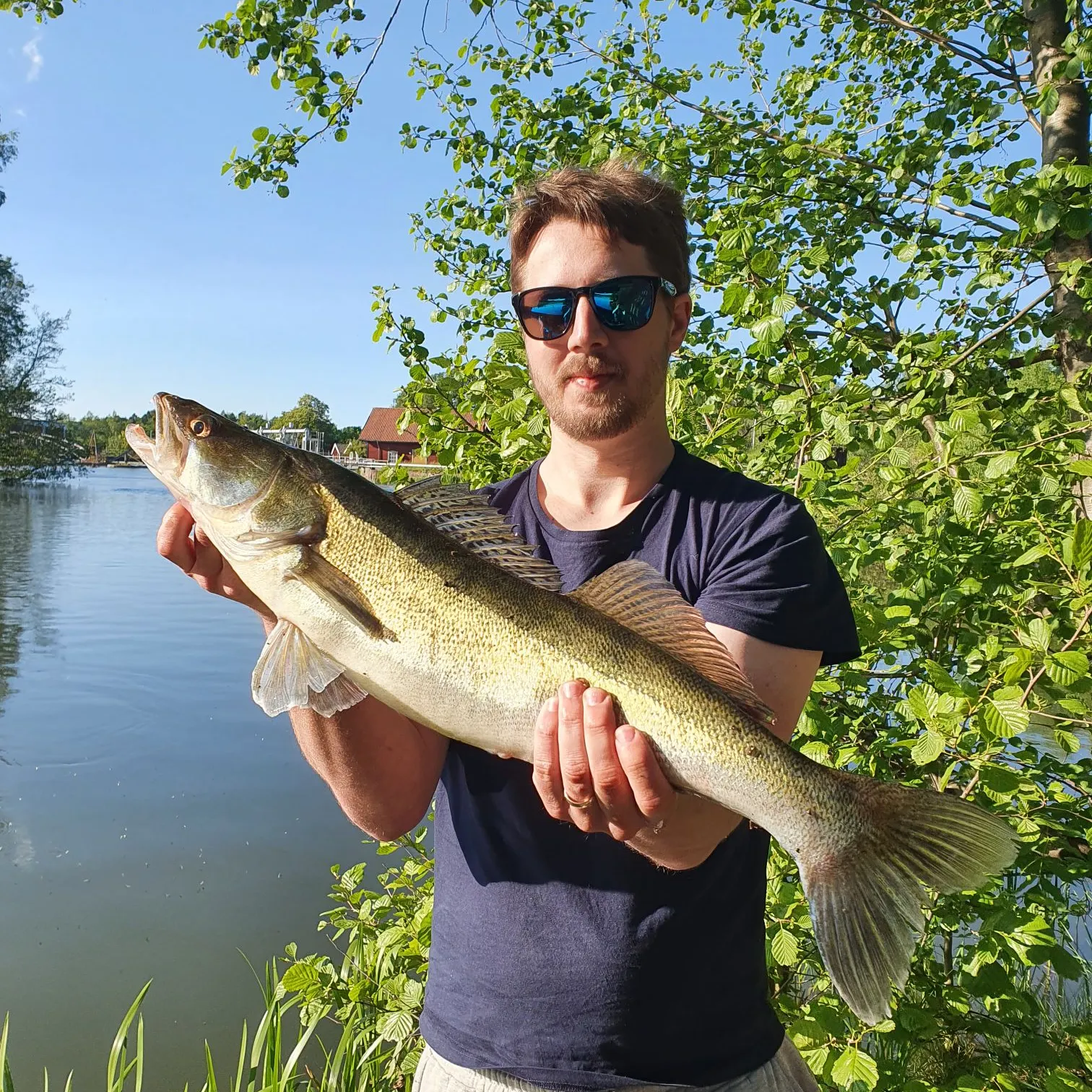 The most recent Zander catches on Fishbrain