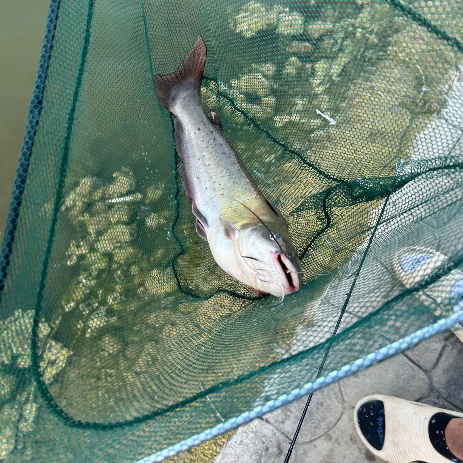 Channel catfish caught on Fishbrain