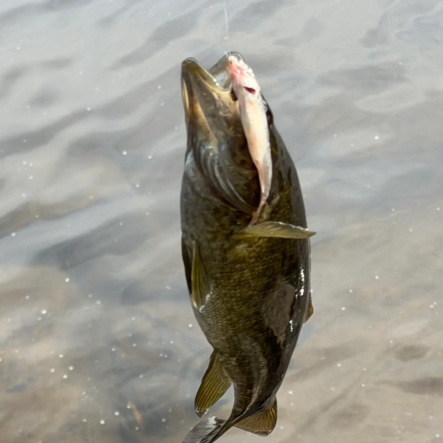 Smallmouth bass caught on Fishbrain
