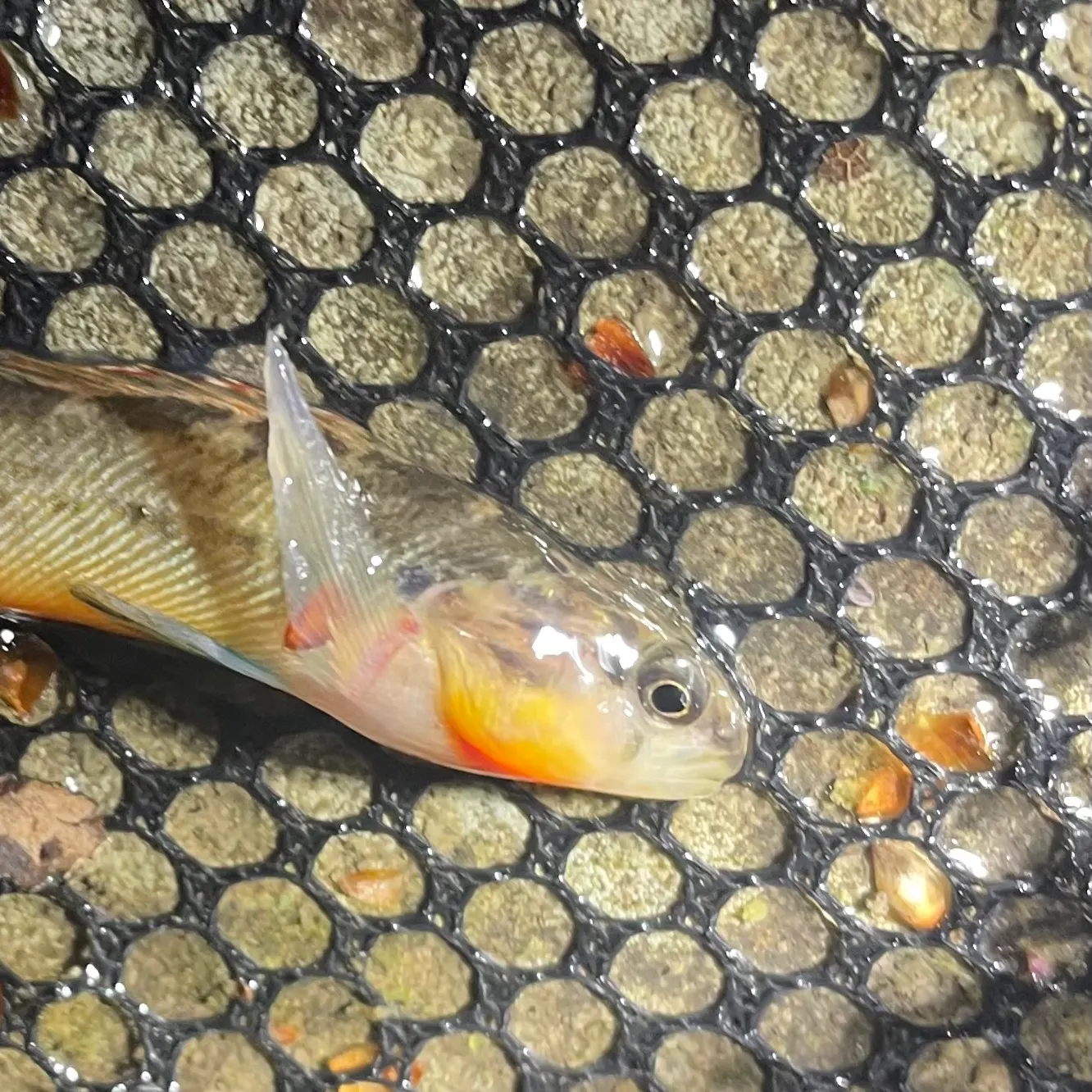 The most recent Orangethroat darter catches on Fishbrain