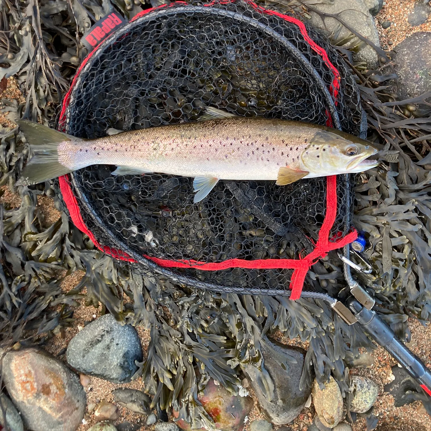 The most recent Sea trout catches on Fishbrain