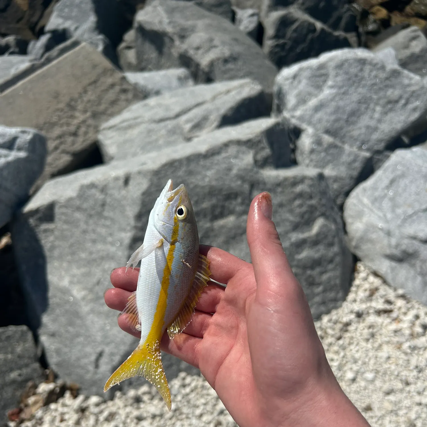 The most recent Yellowtail snapper catches on Fishbrain