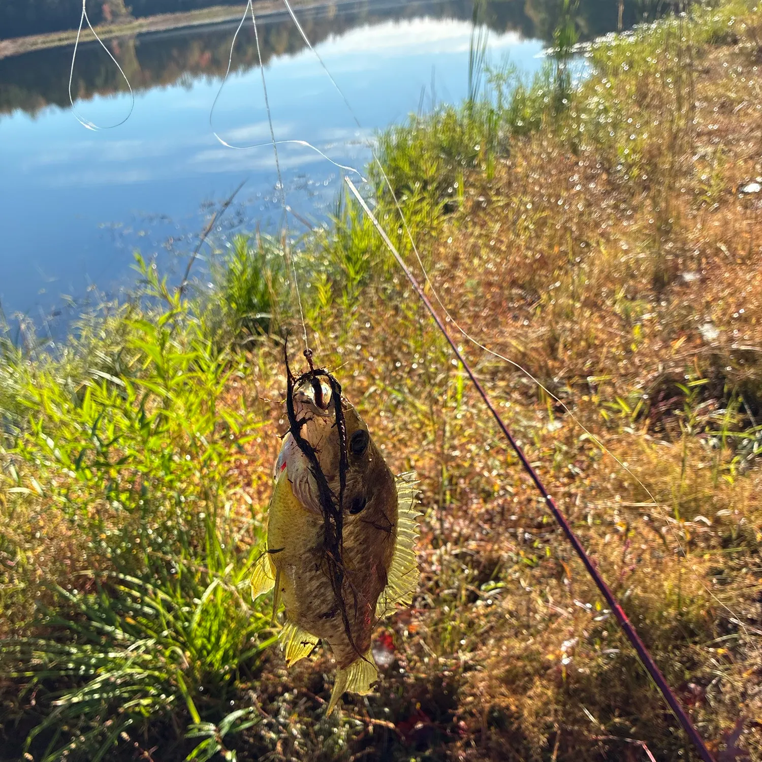 Spotted bass caught on Fishbrain