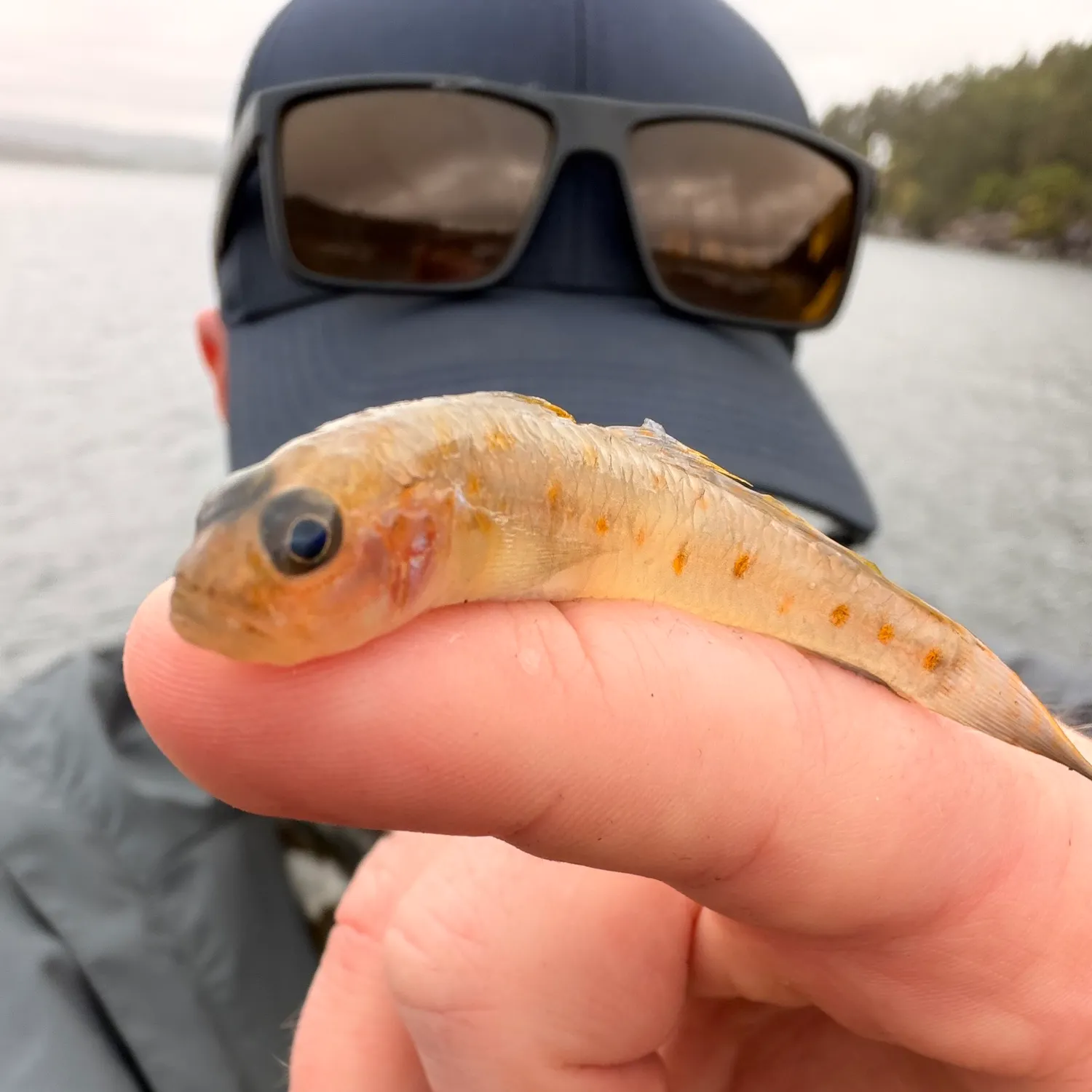 The most recent American freshwater goby catches on Fishbrain