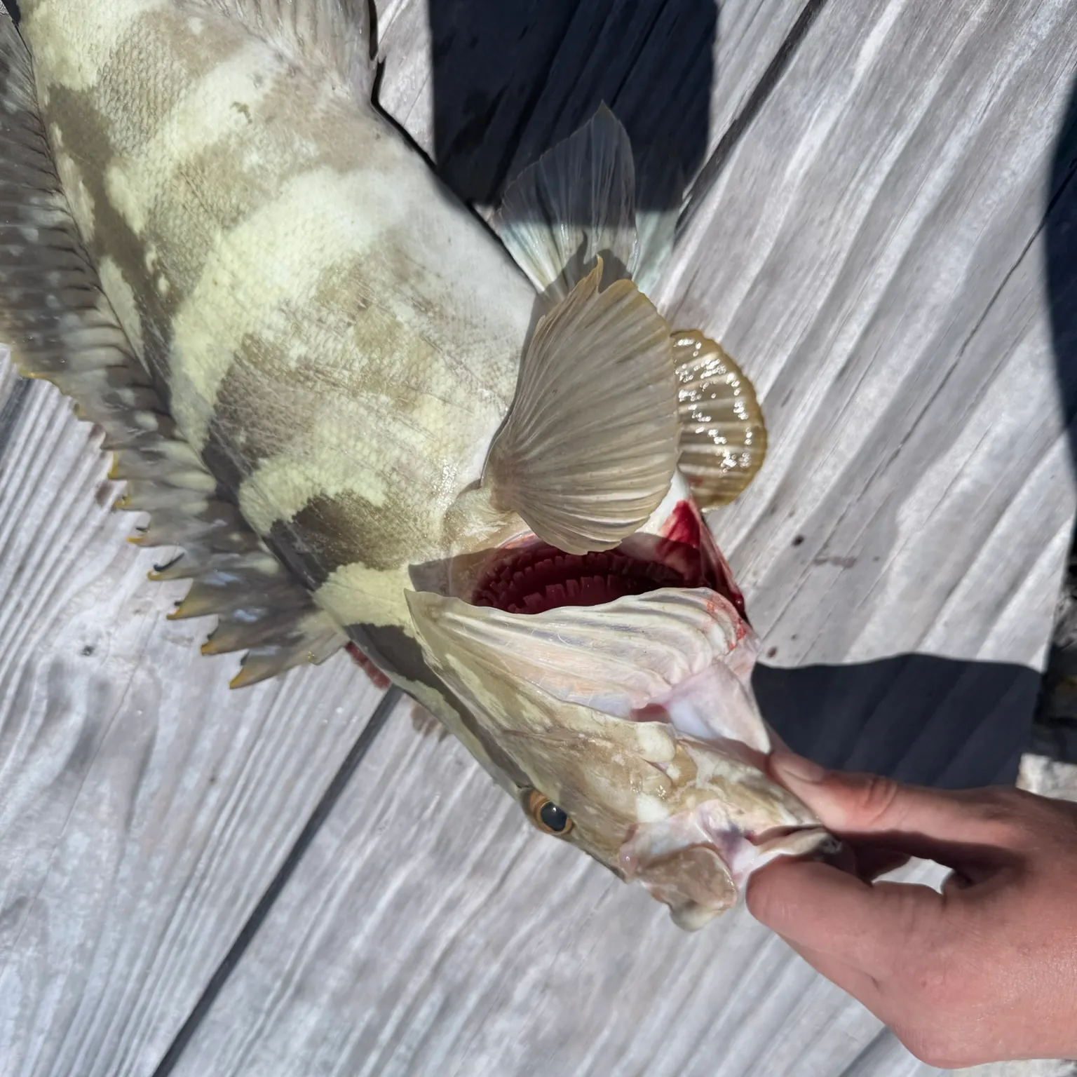 The most recent Nassau grouper catches on Fishbrain