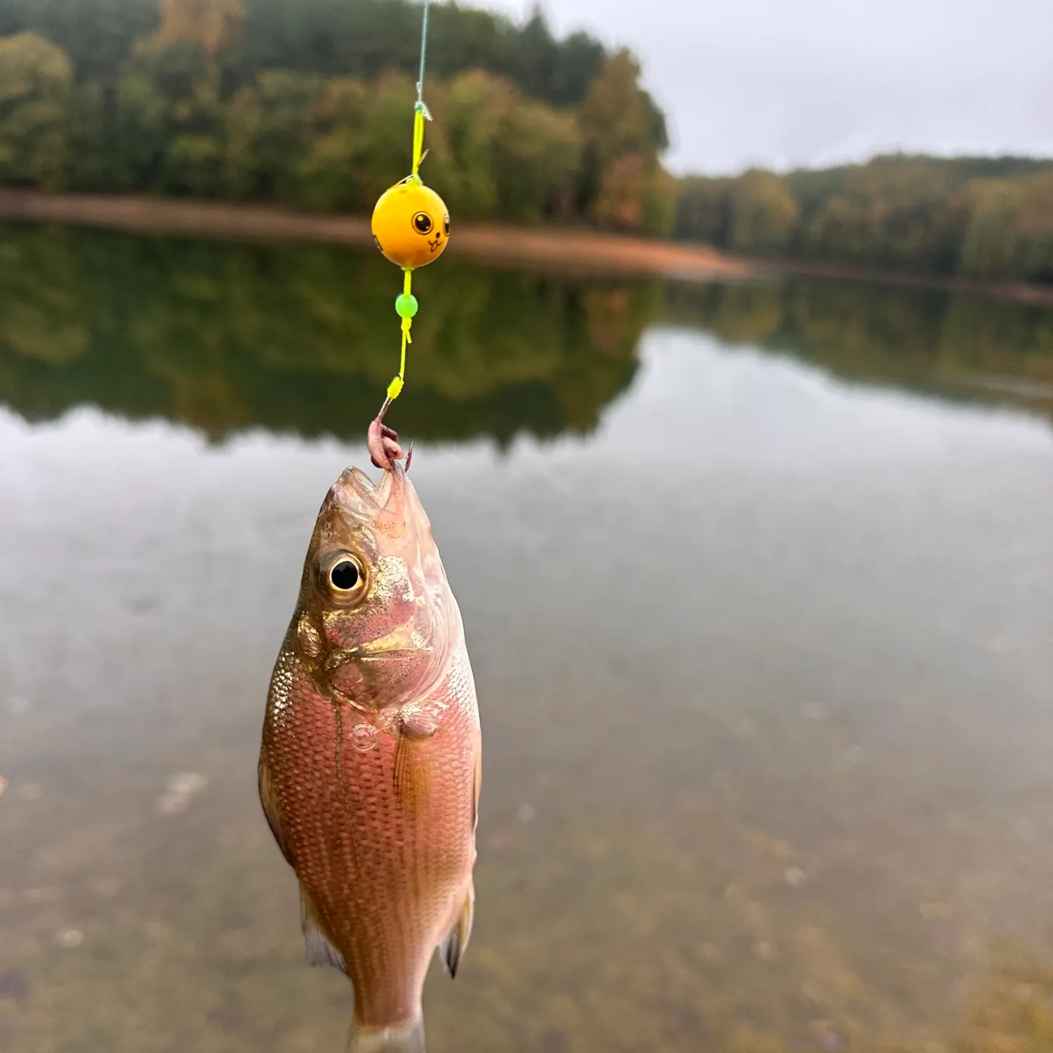 White perch caught on Fishbrain