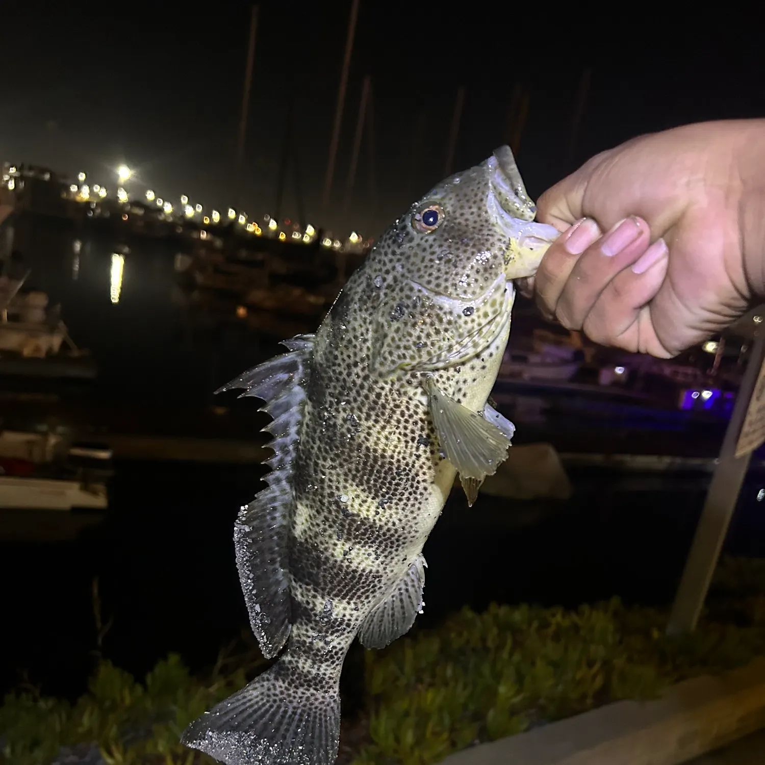 Spotted sand bass caught on Fishbrain