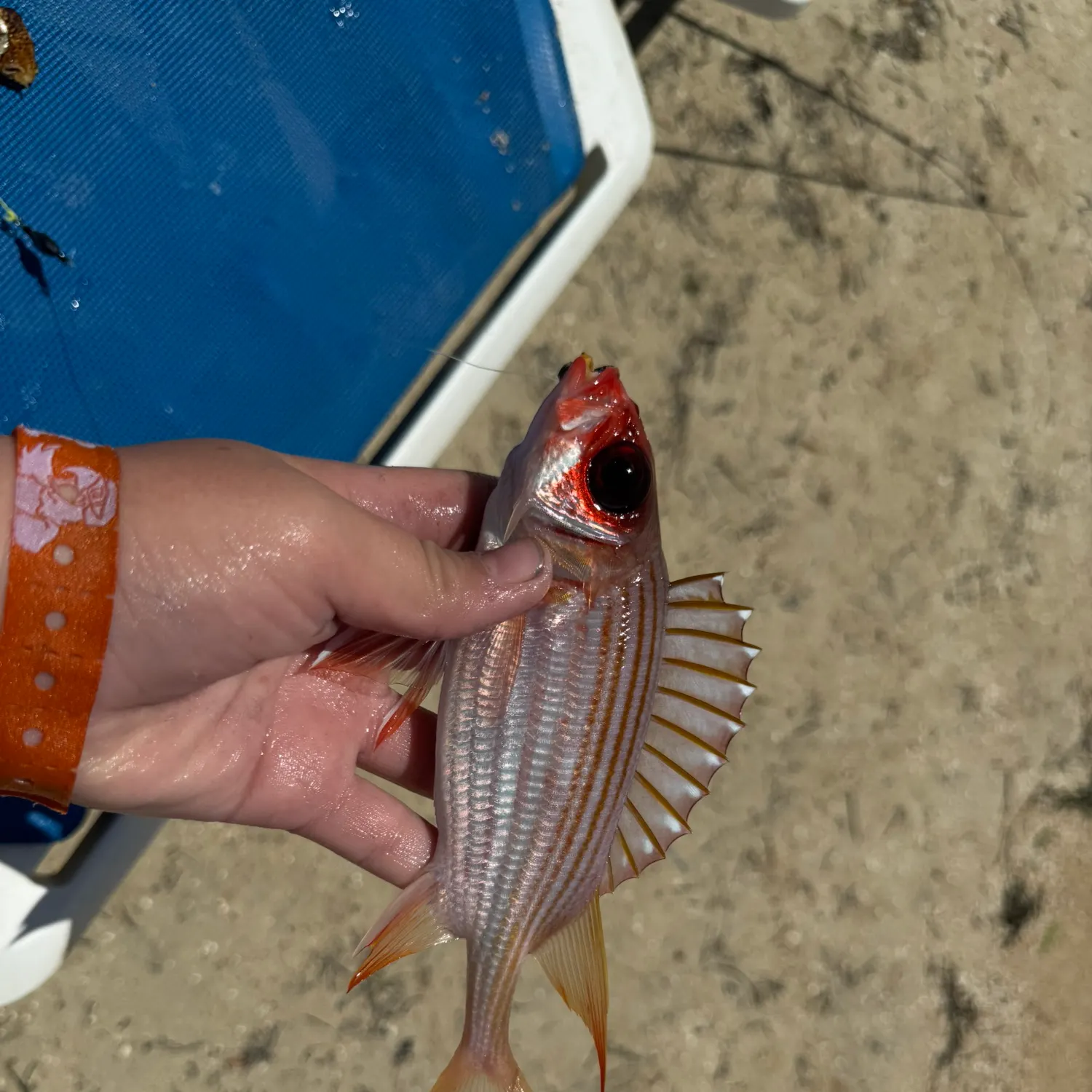 The most recent Squirrelfish catches on Fishbrain