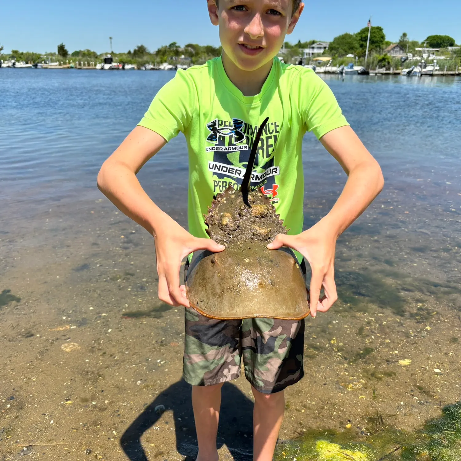 The most recent Atlantic horseshoe crab catches on Fishbrain