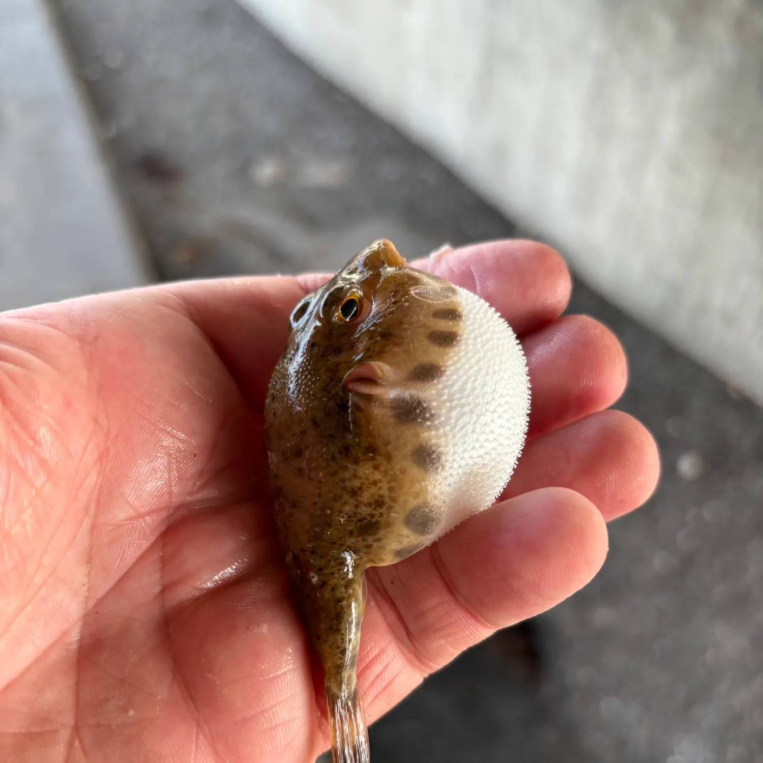 The most recent Bandtail puffer catches on Fishbrain