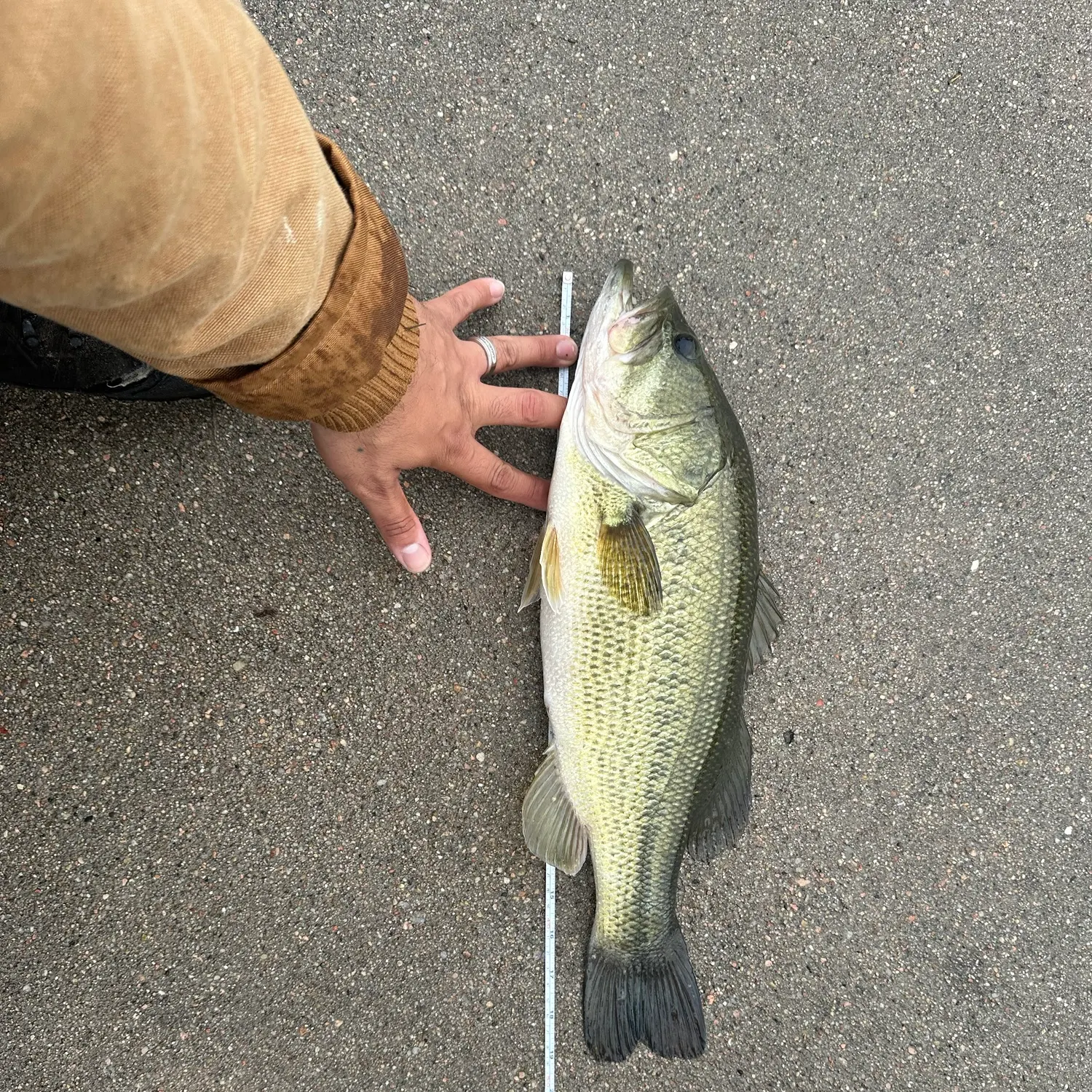 Largemouth bass caught on Fishbrain