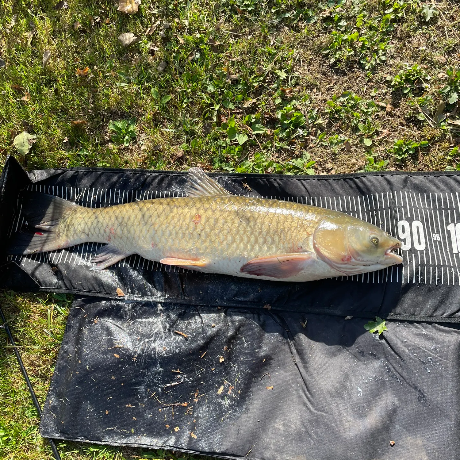 Grass carp caught on Fishbrain