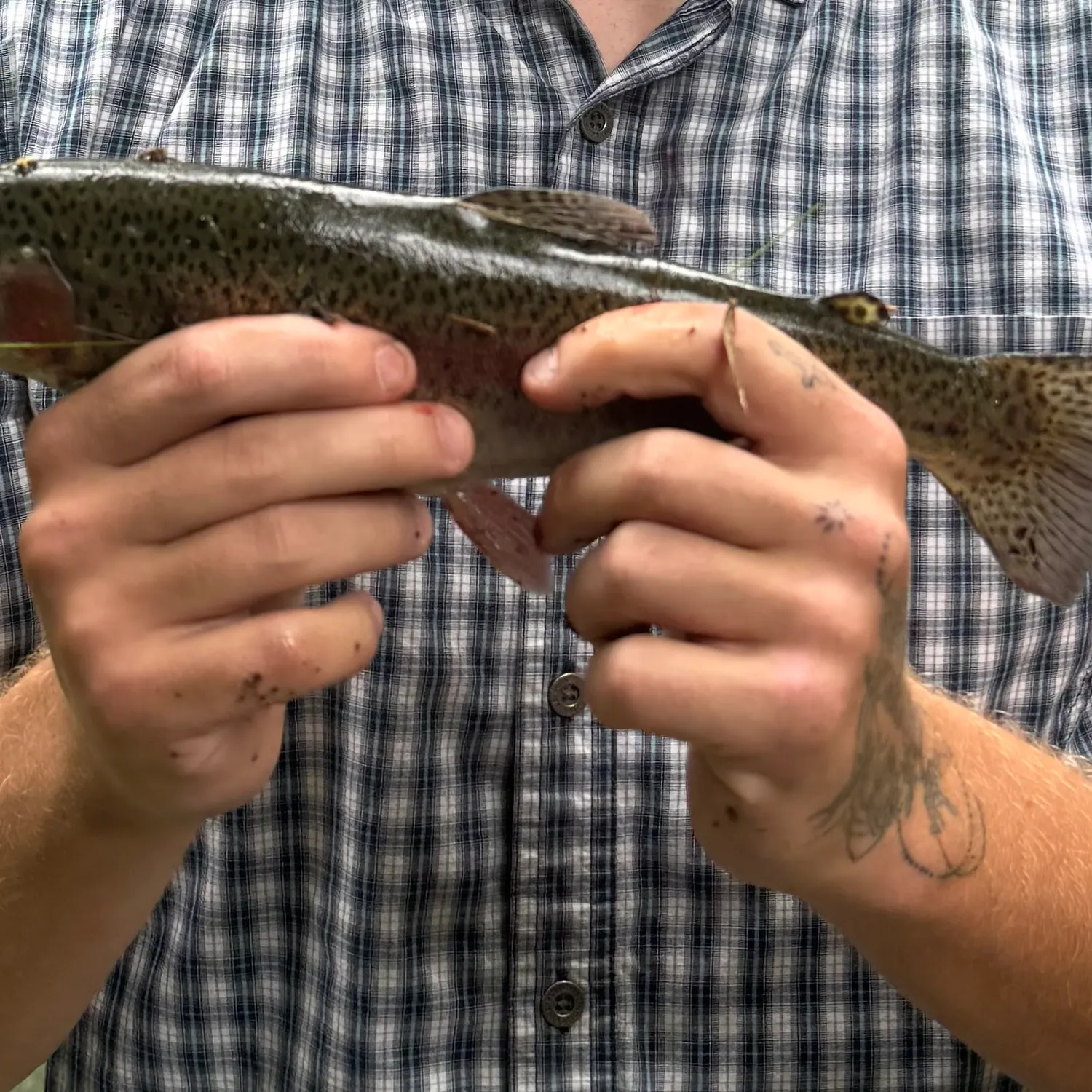 Rainbow trout caught on Fishbrain