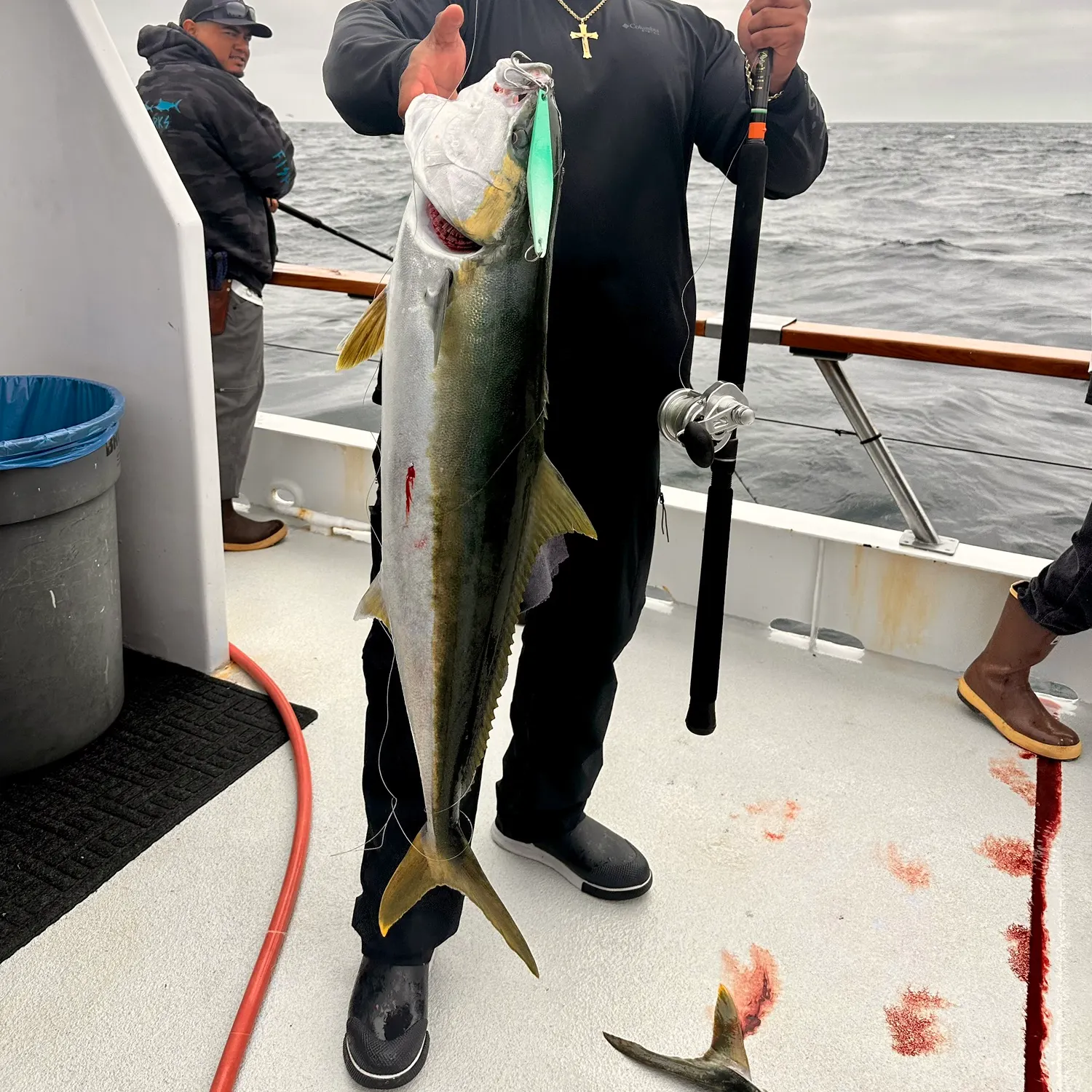 The most recent California yellowtail amberjack catches on Fishbrain