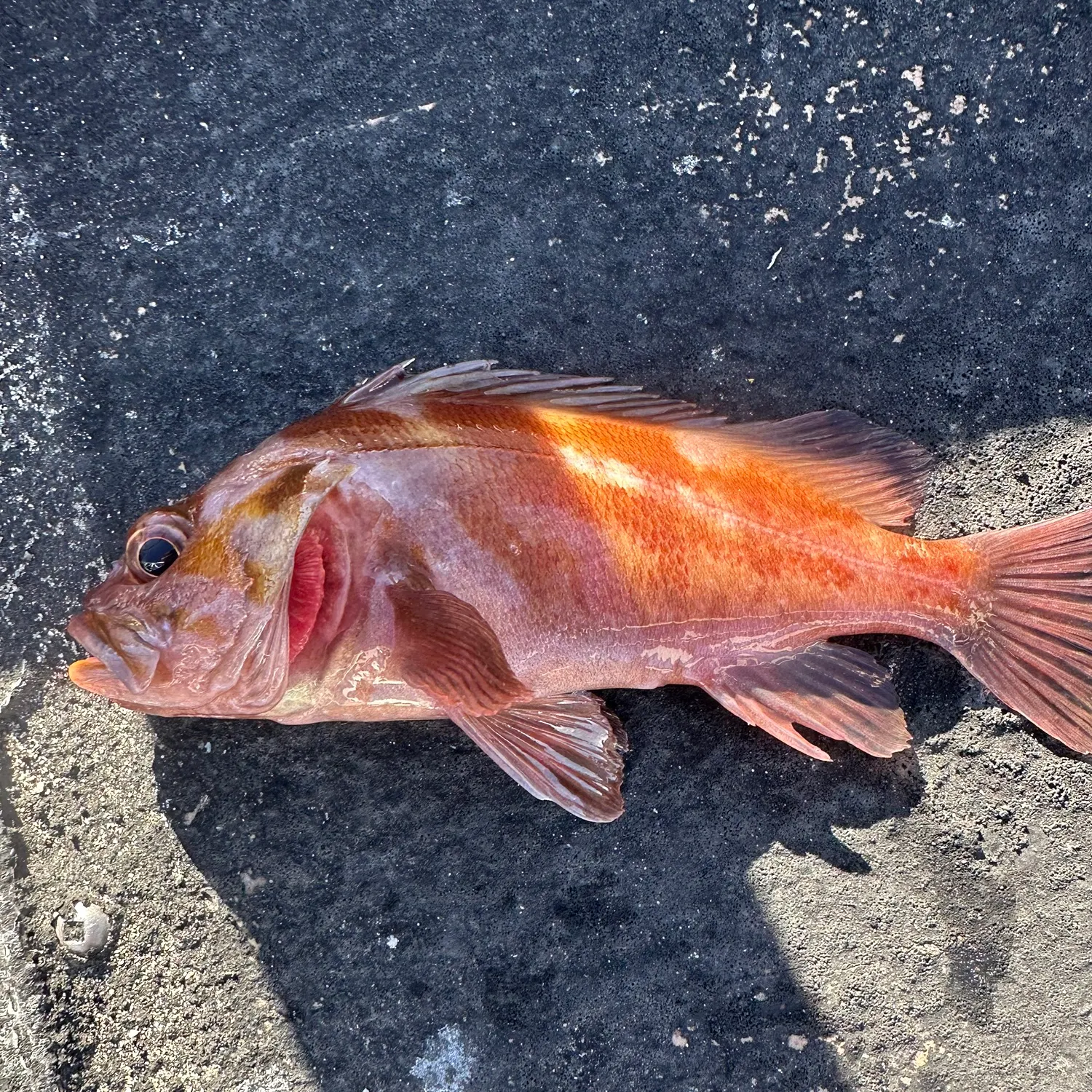 Vermilion rockfish caught on Fishbrain